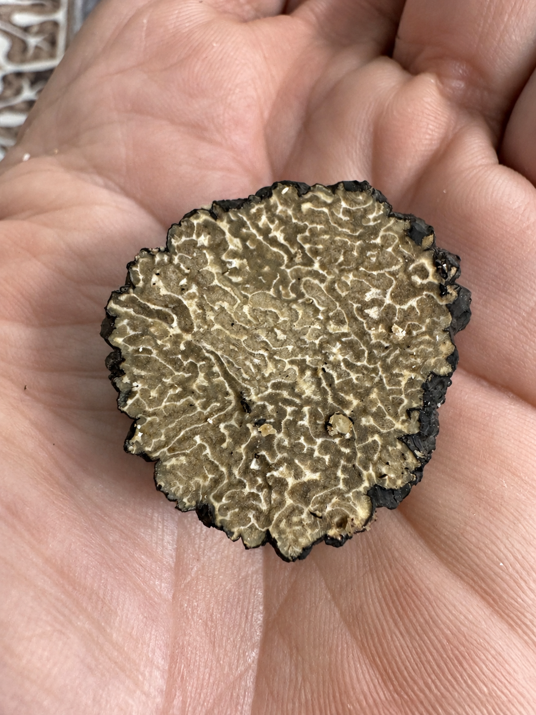 Truffes fraîches d’automne — Catégorie Petits calibres