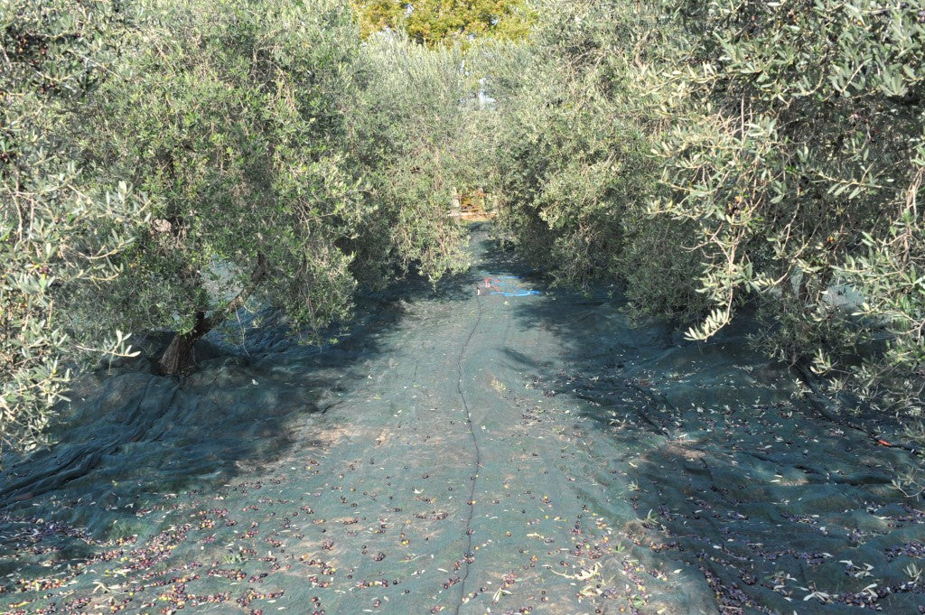 Huile d'olive bio vierge extra Italienne pressée à froid. Issue de l'habile mélange de variétés endémiques de Toscane (BTLE 0,5LT)