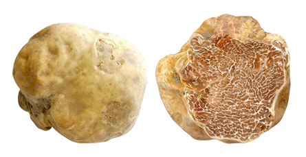 2 / Truffe Blanche dite d’Alba, provenance Italie, Tuber magnatum Pico