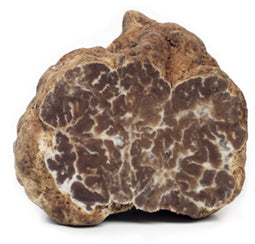Truffe blanchette Tuber borchii fraîche.