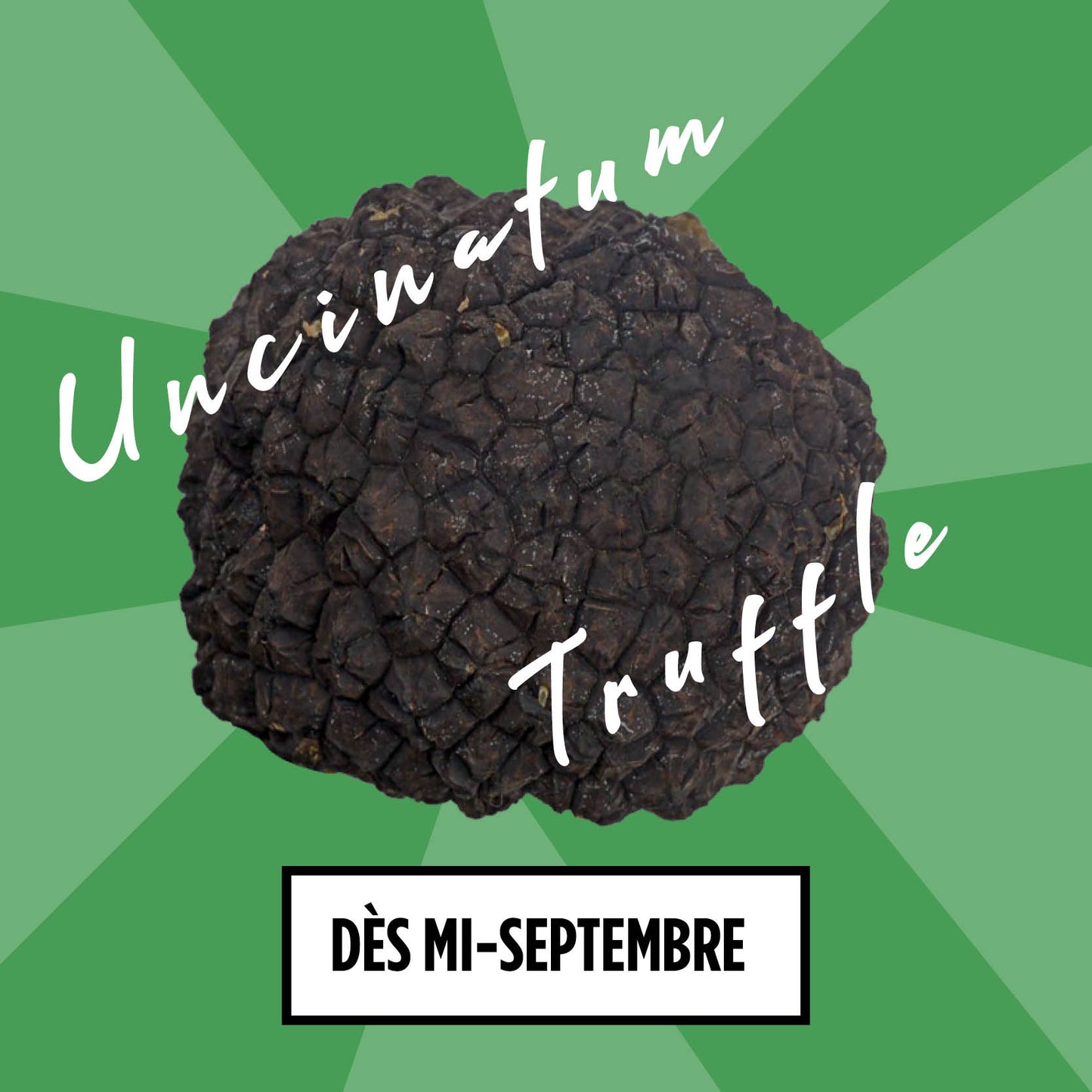 1/ frische Trüffel, Tuber Uncinatum aus Burgund oder Herbsttrüffel