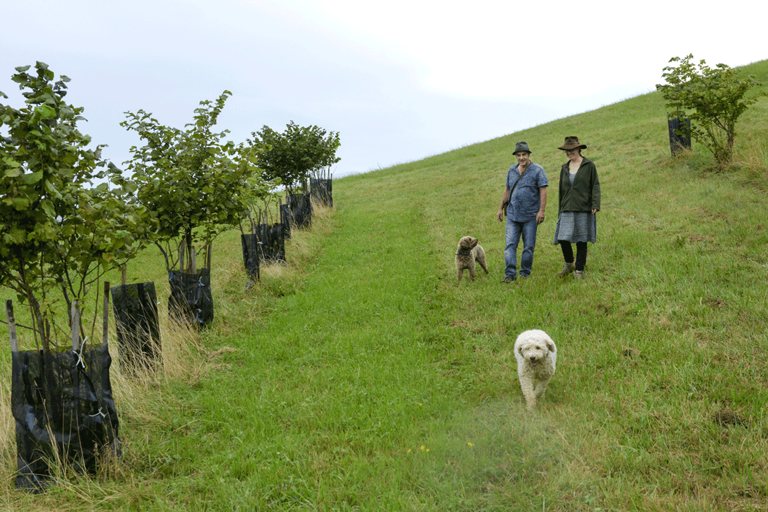 Biotope et développement de la truffe