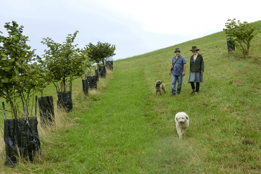 Biotope et développement de la truffe