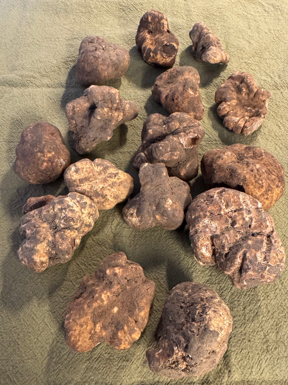 Truffe blanche — Tuber magnatum Pico — Swiss Truffle Dealers
