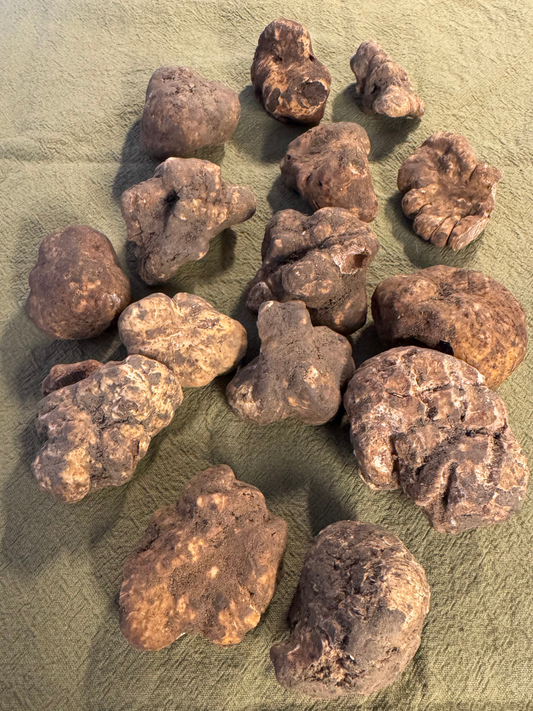 Tartufo bianco noto come alba, dall'Italia, tubero magnatum pico