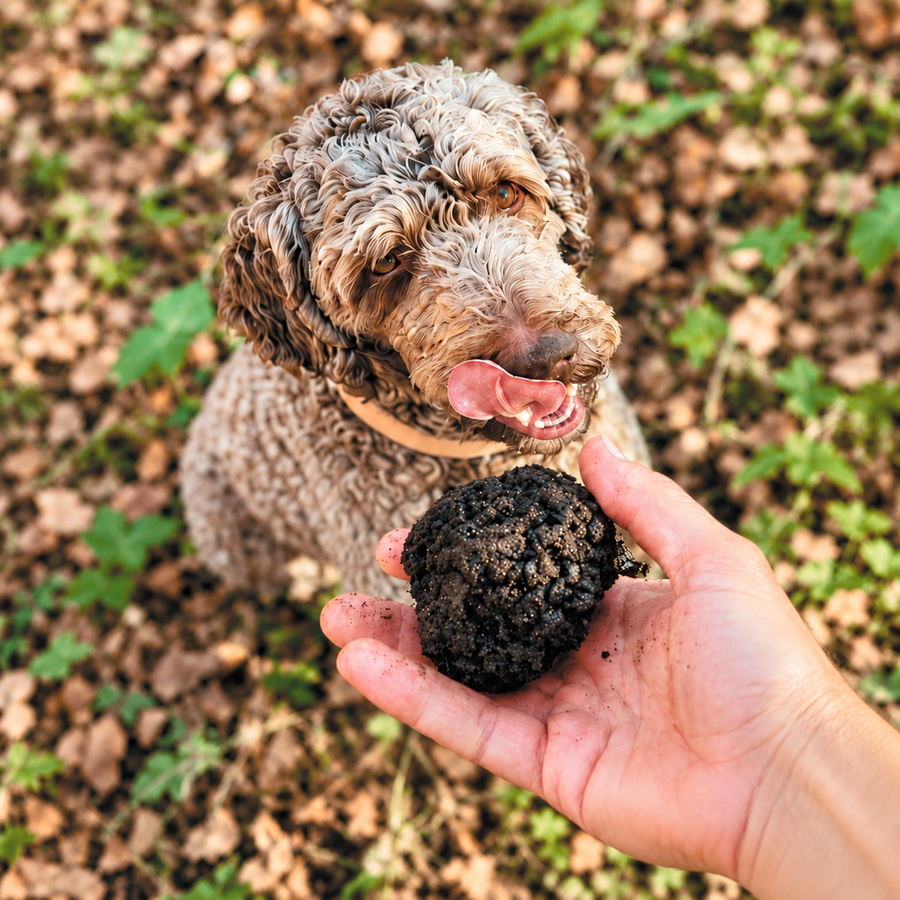 Chien au pelage bouclé, tête entière visible, devant une truffe tenue en main.