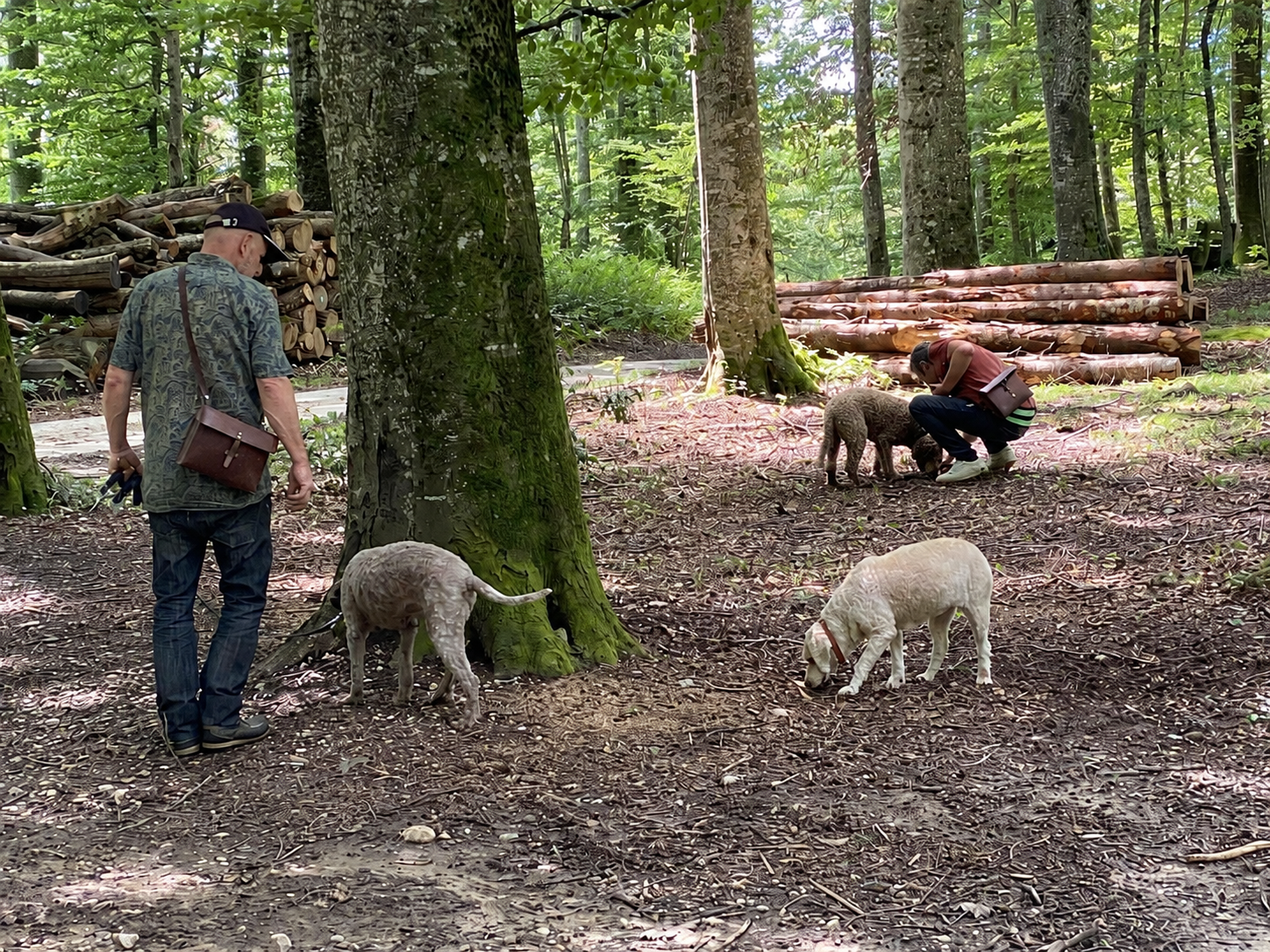 Exercices de recherche de truffes avec les chiens en forêt.