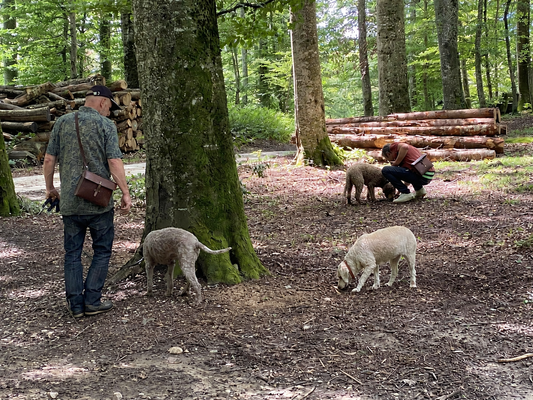 Exercices de recherche de truffes avec les chiens en forêt.