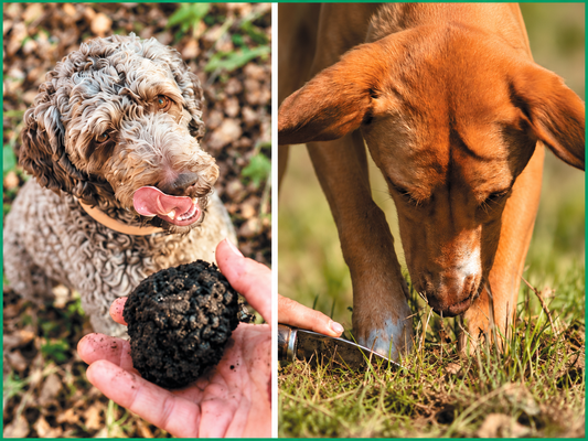 Deux chiens de races différentes : découverte d’une truffe et exercice de recherche au sol.