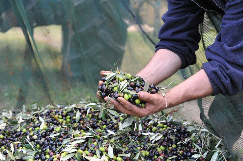 Huile d'olive bio vierge extra Italienne pressée à froid. Issue de l'habile mélange de variétés endémiques de Toscane (BTLE 0,5LT)