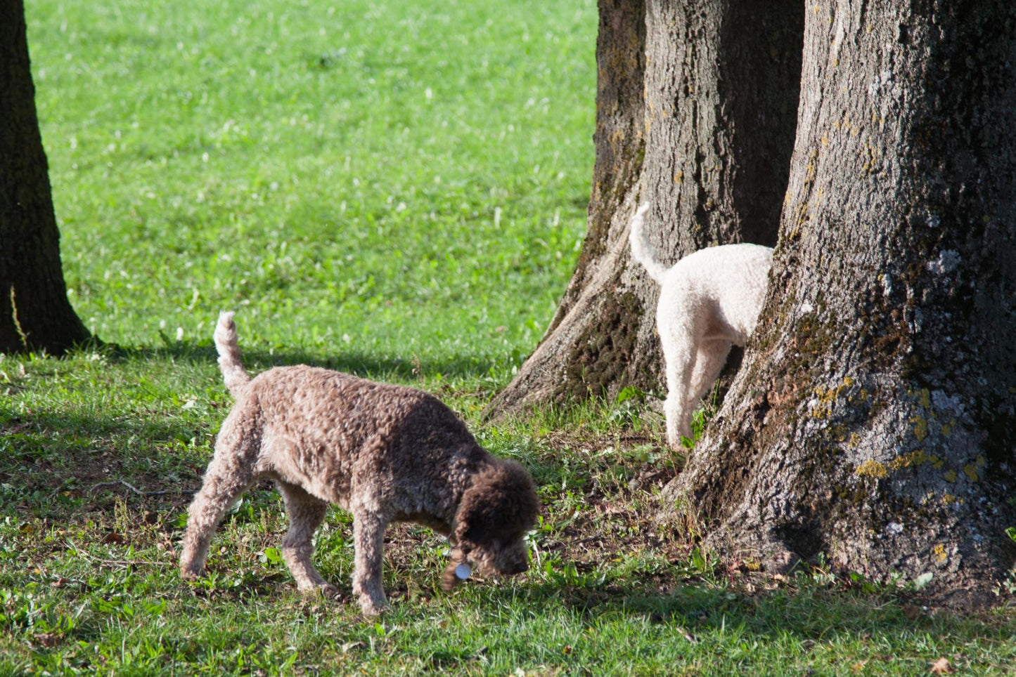 4_claim of cavage including your training and dressage of your dog looking for truffles