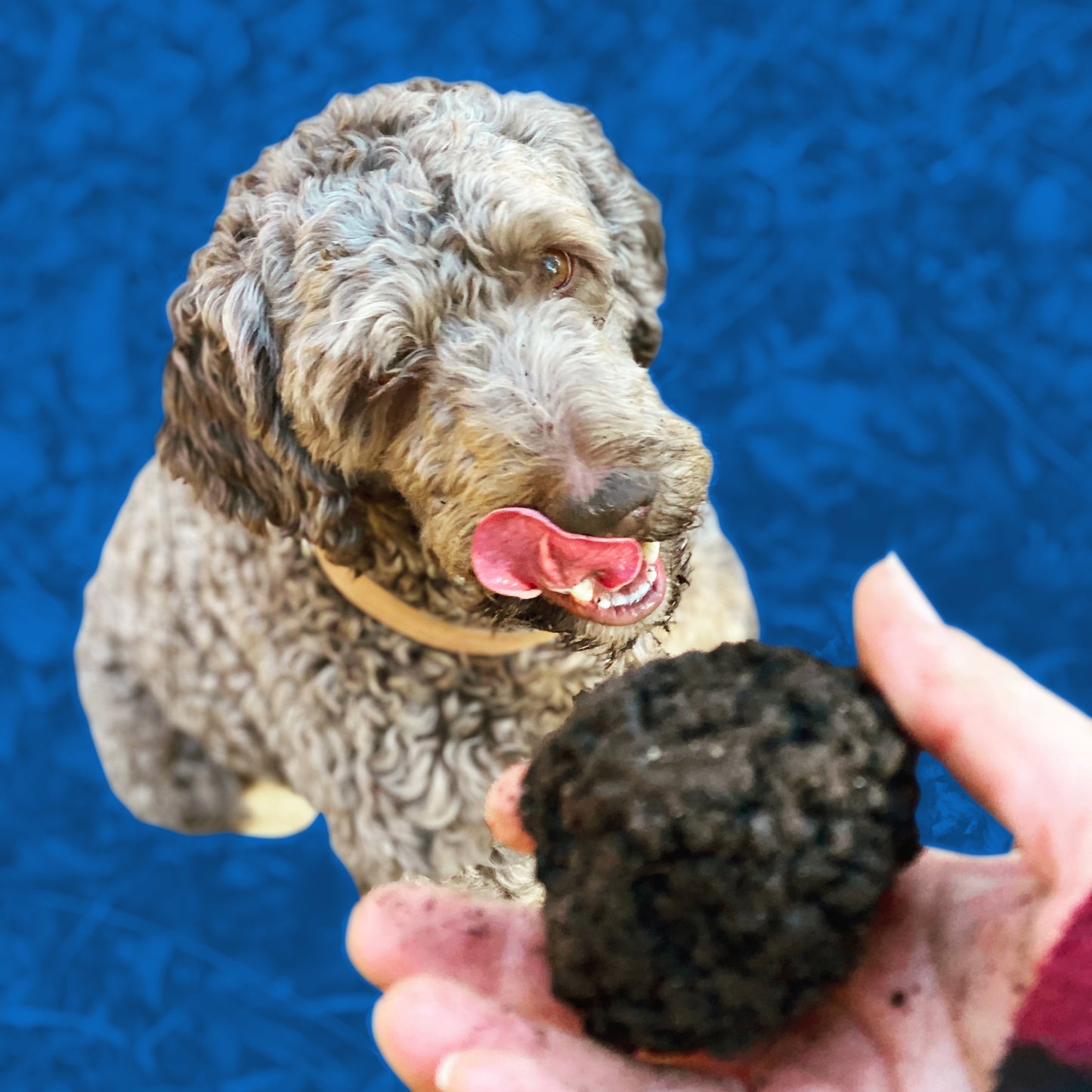 4_claim of cavage including your training and dressage of your dog looking for truffles