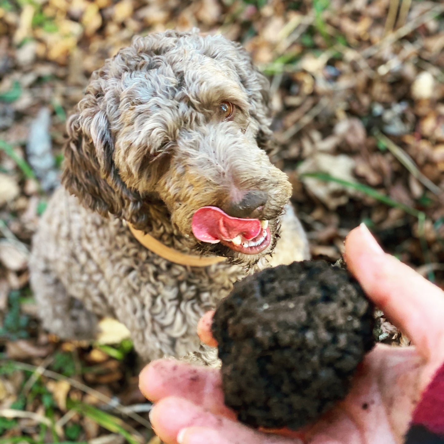 Particular course of truffles in your property or region
