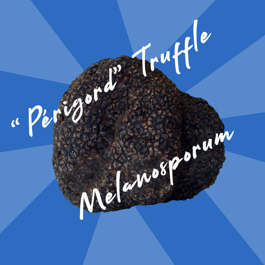 Truffe Melanosporum extra, Diamant noir premier choix, provenance Suisse, France, Italie ou Espagne.
