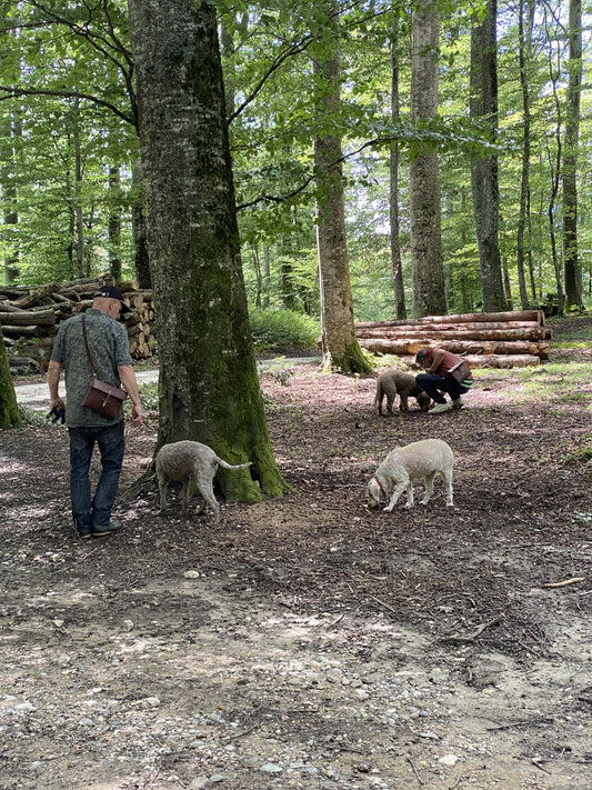 3 / Formation privée de "Truffle Hunter" pour votre chien et vous !
