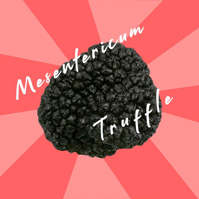 Truffe de Lorraine — Tuber mesentericum, provenance Suisse, 60 g