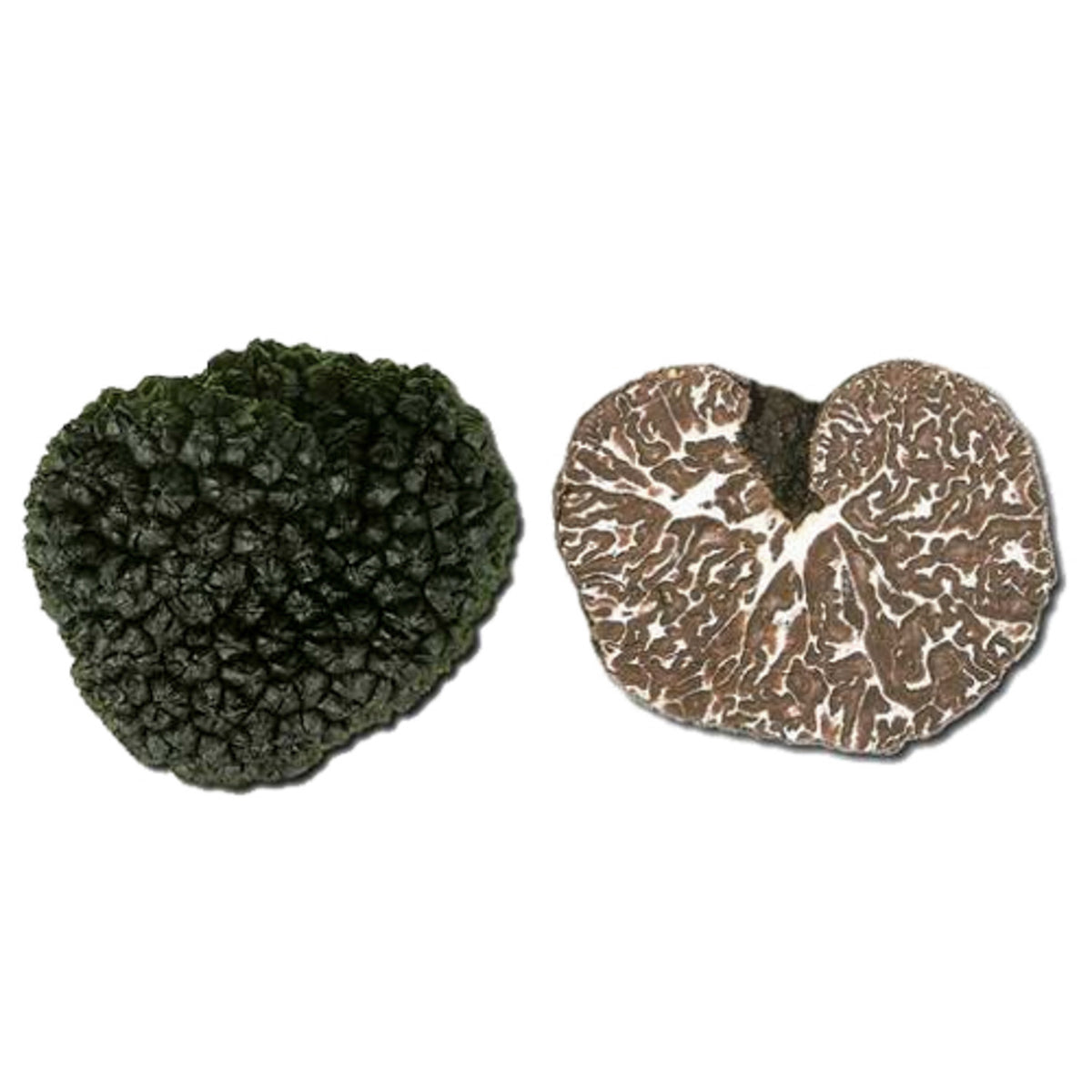 Illustration de la Tuber mesentericum, truffe de Lorraine.