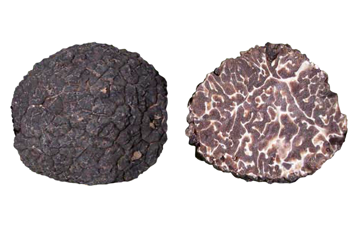 Truffe musquée — Tuber brumale, provenance Suisse