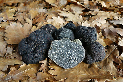 Truffe musquée — Tuber brumale, provenance Suisse