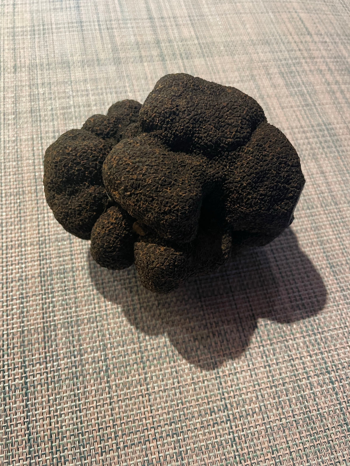 Tuber melanosporum fraîche, truffe noire du Périgord.