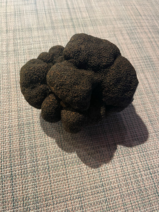 Tuber melanosporum fraîche, truffe noire du Périgord.