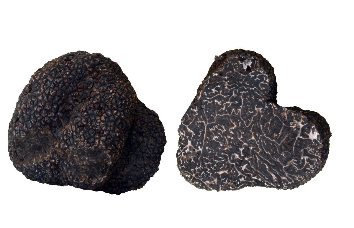 Illustration de la Tuber melanosporum, truffe noire du Périgord.