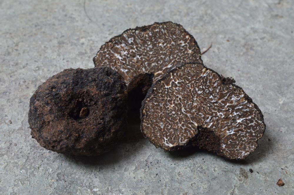 Tuber mesentericum fraîche, truffe de Lorraine de provenance suisse.