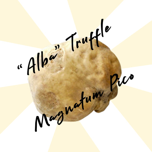 2 / Truffe Blanche dite d’Alba, provenance Italie, Tuber magnatum Pico