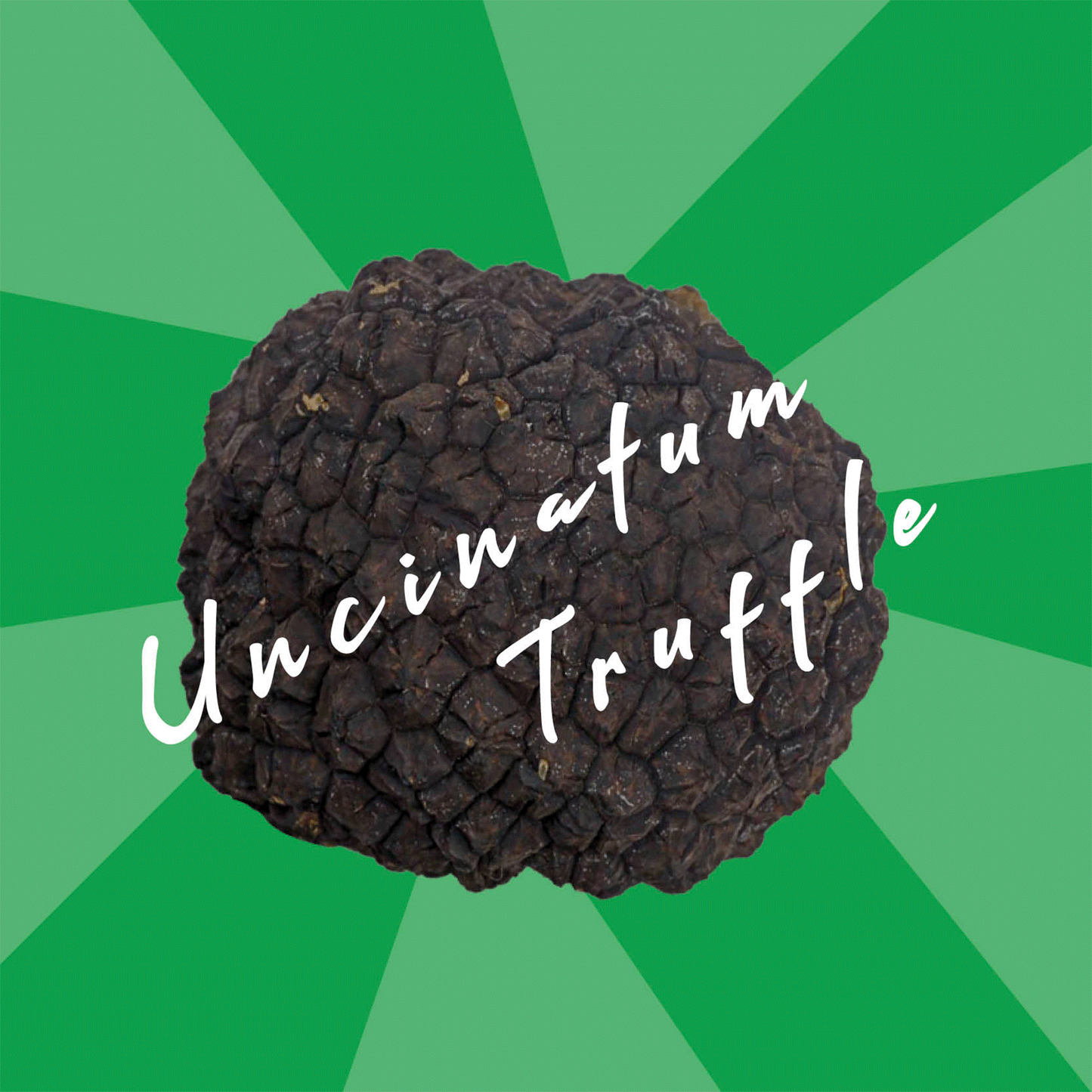 Truffes fraîches Tuber uncinatum, aussi appelées truffes de Bourgogne ou d’automne