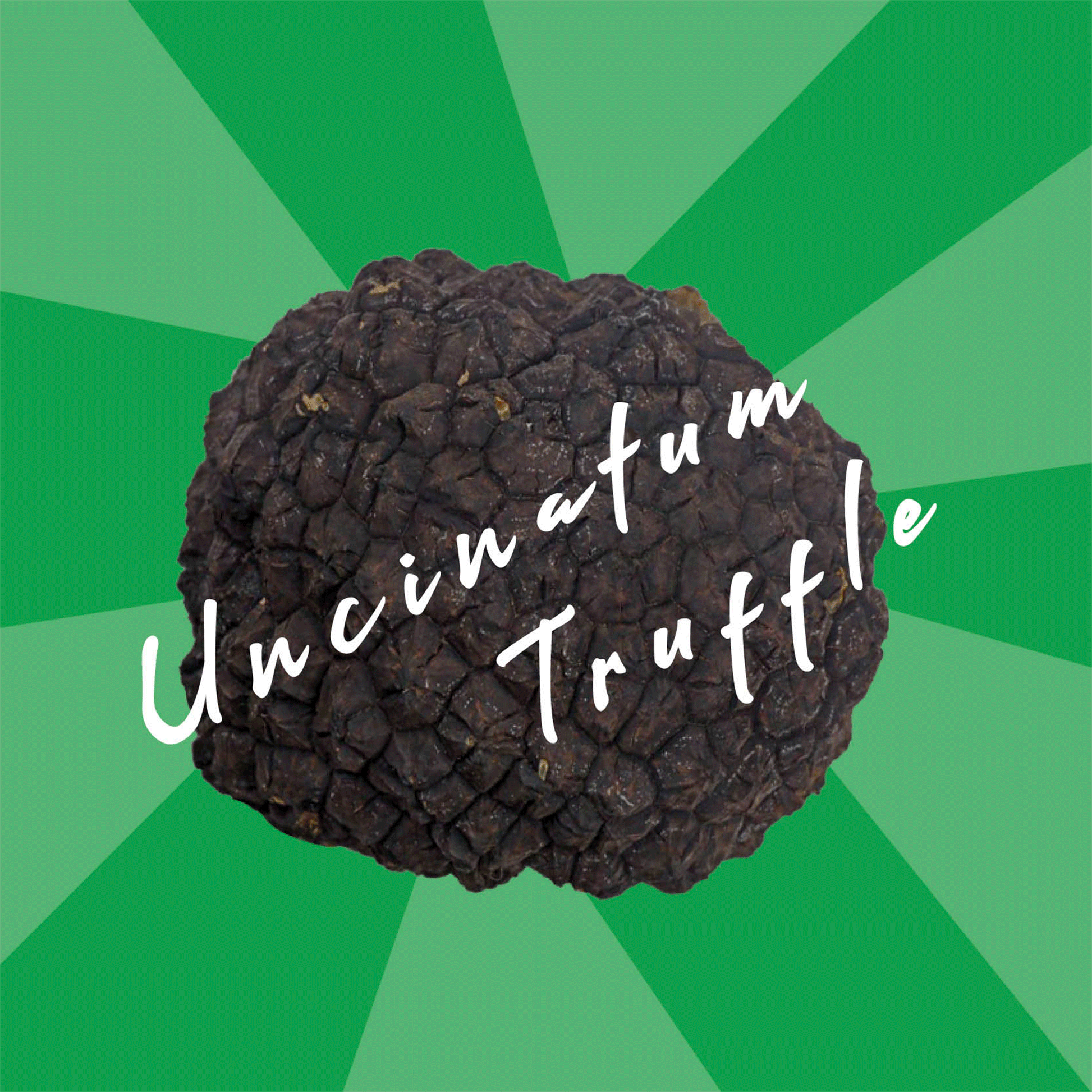 Truffes fraîches Tuber uncinatum, aussi appelées truffes de Bourgogne ou d’automne