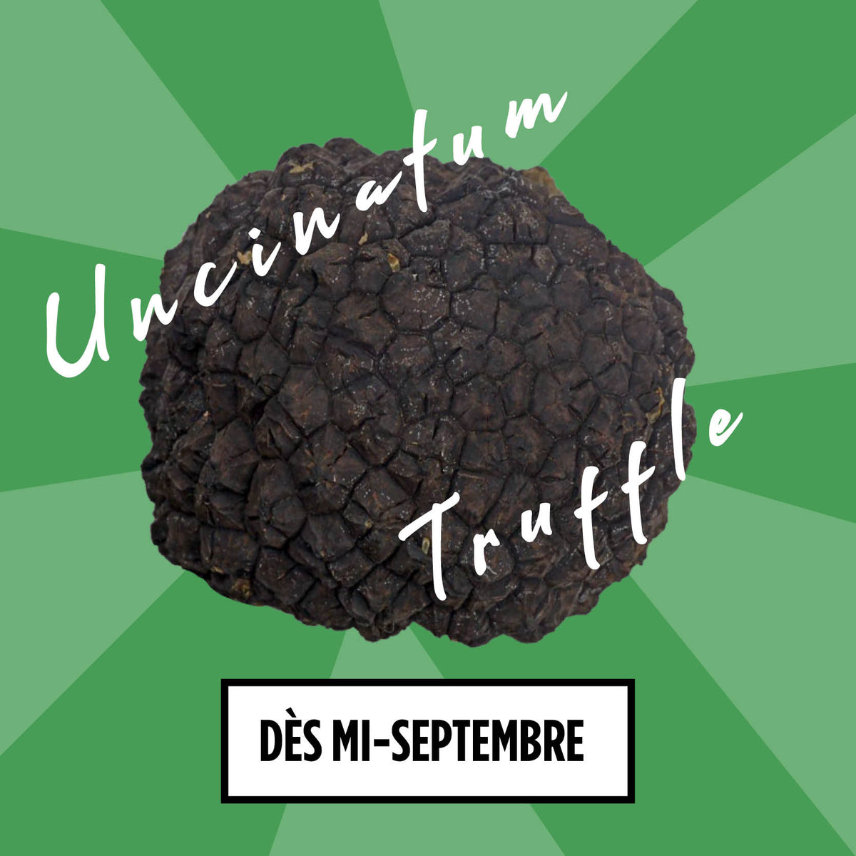 Frische Herbsttrüffel — Kategorie Extra